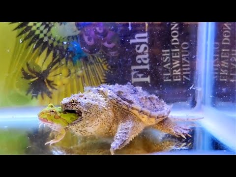 Snapping Turtle Sees A Pacman Frog