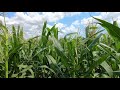 4K Video Cornfield