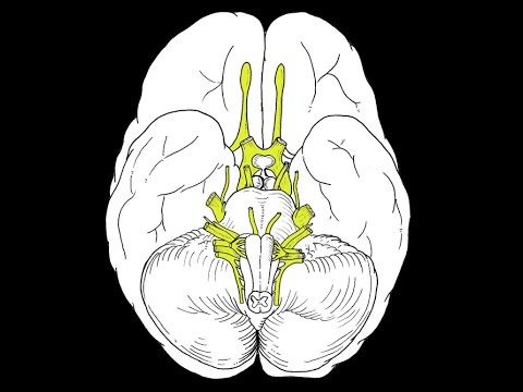 Cranial Nerves - Overview