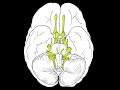 Cranial Nerves - Overview