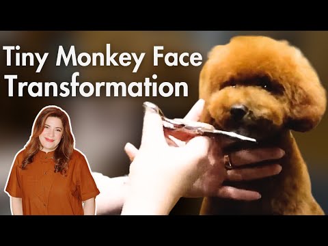 Tiny Monkey Face Transformation (MAJOR Poodle Face Tutorial)