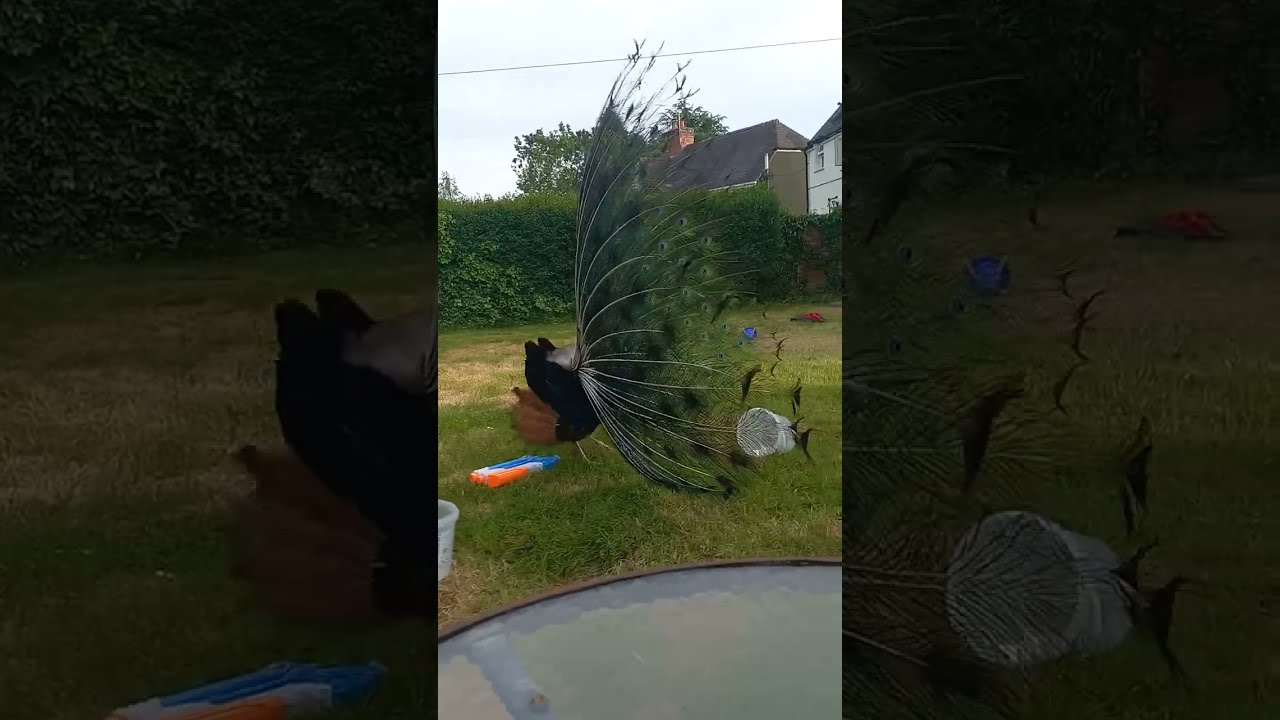 Neighborhood Peacock Visits My Yard || ViralHog