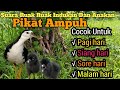 Ampuh Suara Pikat Indukan Dan Anakan Burung Ruak Ruak Langsung Banyak Yang Datang