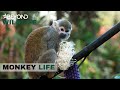 S11E12 Alison Collects A New Squirrel Monkey In Need Of A Home Monkey Life Beyond Wildlife