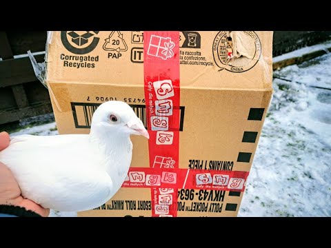 WYSYŁKA GOŁĘBI POCZTOWYCH I OZDOBNYCH - z ostatniej chwili ważne informacje 