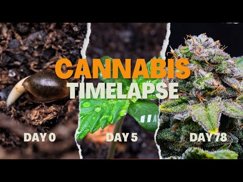 Cannabis Grow Time Lapse Seed to Harvest 78 Days - Jack Herer Automatic