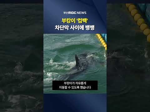 그물 비집고 '또 '컴백한 부캉이.. 차단막 사이 갇혀 밤새 맴돌아
