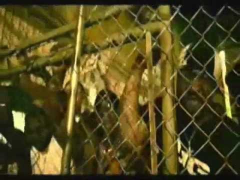 Dj Tommek feat. Ice-T - Beat of Life (2003)