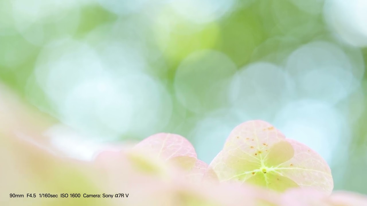 Tamron 90mm f/2.8 Di III Macro VXD for Sony FE