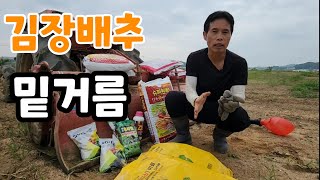 김장배추 밑거름 이건 꼭 필요! 그래야 실패 안한다