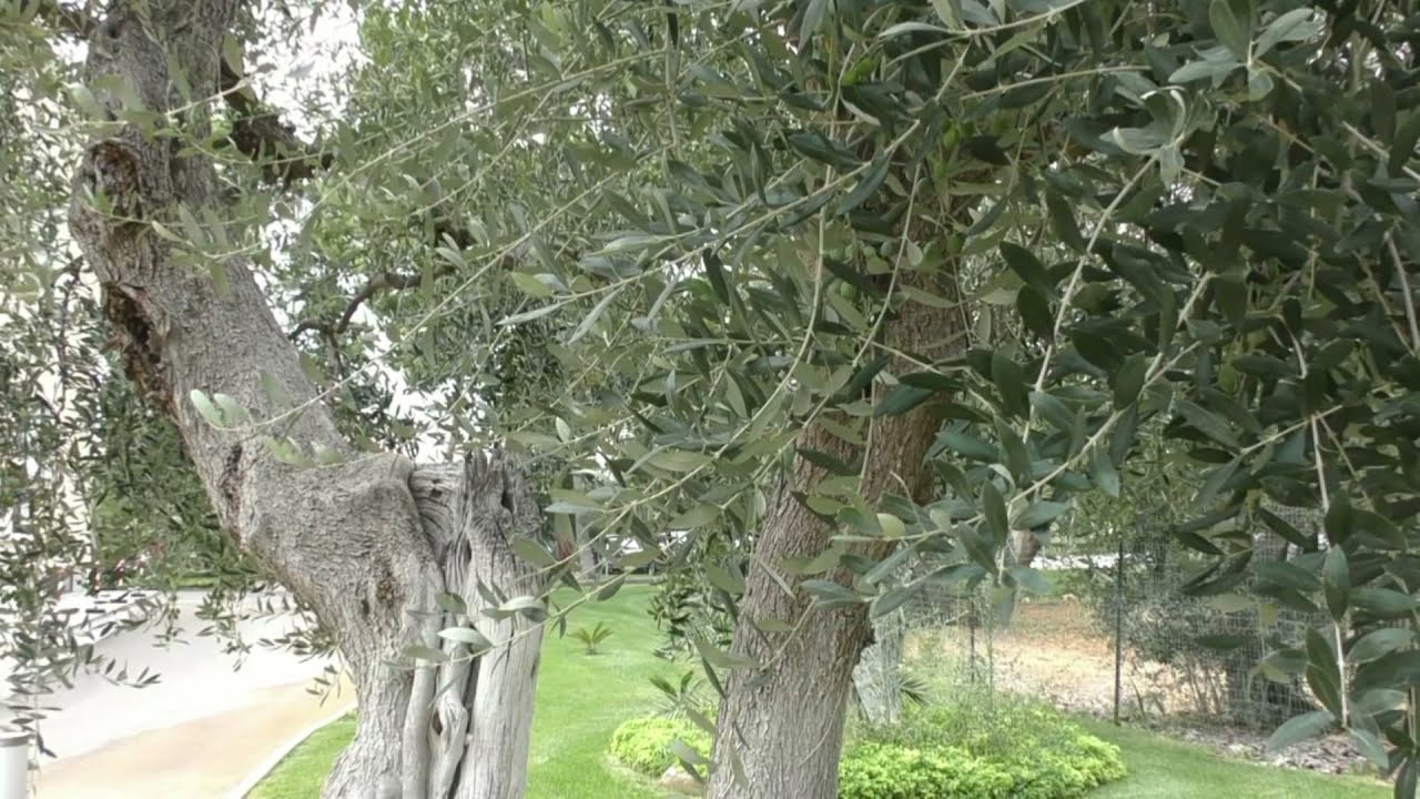 Oasi Santa FarA thumbnail