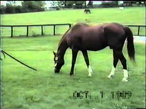 Secretariat's last footage.