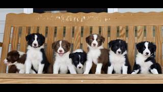 Video preview image #1 Border Collie Puppy For Sale in QUARRYVILLE, PA, USA