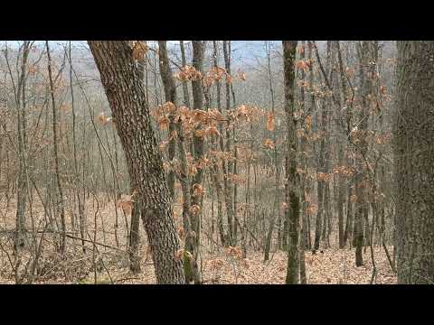 Lov na divlje svinje Siljevica 21. decembar 2025.