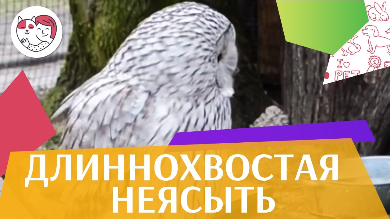 Длиннохвостая неясыть Питание на ilikepet