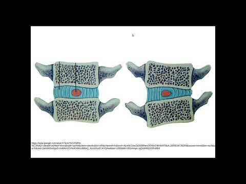 Kostra člověka - páteř a hrudník