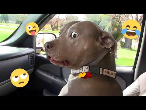 Je vous défie de ne pas rire de ces chiens drôles 🦮 - meilleures vidéos d'animaux drôles 2025
