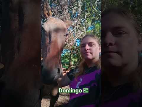 Hoy les deseamos buen domingo 💞 #caballos #corrientes #yapeyú