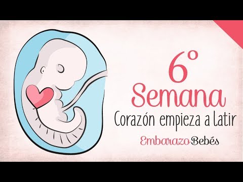 WEEK 6 of #Pregnancy | 2nd Month | Week by Week