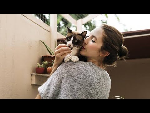 omg so cute cats/best funny cats videos/omg so cute cats and dog best funny vedios 2022