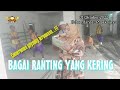 BAGAI RANTING YANG KERING Iis Dahlia Manuk Dangdut LINDA SARI Voc Dian Bul Bul
