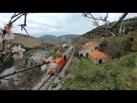 Amendoeira em flor linha do douro 2022