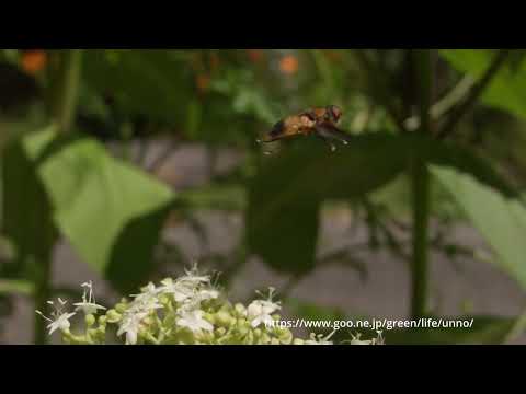 ヒラタヤドリバエの飛翔