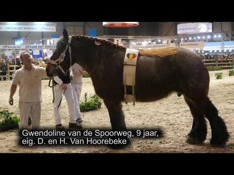 Belgian Draft Horses: the national champion mare and 10 other beautiful mares
