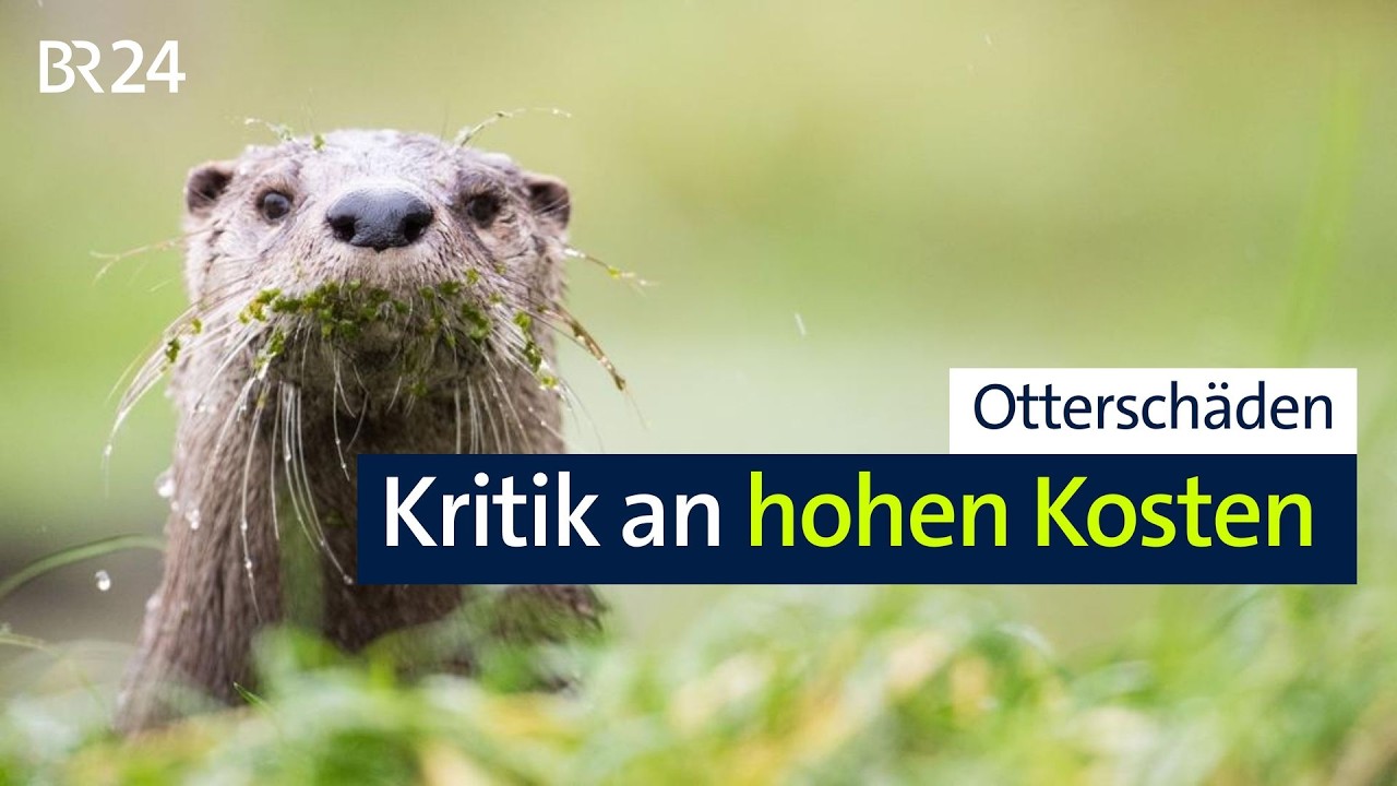 Fischotter-Schäden: Bayerns Rechnungshof kritisiert steigende Entschädigungen | Abendschau | BR24