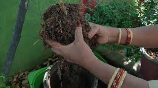 మొక్క పీకి చూద్దామా/ job చేసేవారి కోసం ఎండిన తొక్కల compost చూడండి/dry kitchen waste compost