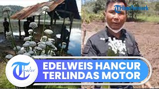 Ribuan Bunga Edelweiss Langka Hancur Terlindas Komunitas Motor Trail Buat Petani Ngamuk