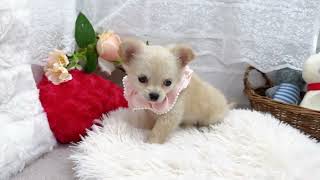 チワワ(ロング)の動画01