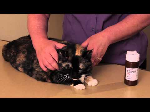 Tapazole for Cats : Cat Health