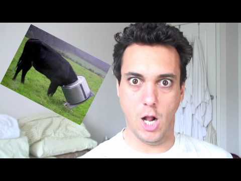 Serbian Lesson: Serbian Animals