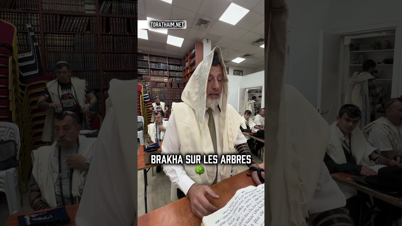Bénédiction sur les arbres 🌳  👉🏼 2 Halakhot pour être ben olam aba