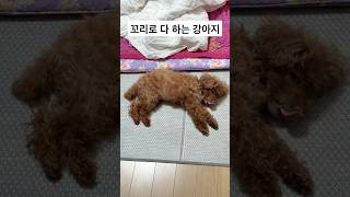 꼬리로 모든 소통을 하는 강아지 ㅋㅋㅋㅋ