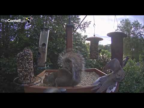 Mourning Dove gets defensive with Furry One     19 10  Video 2019 08 09 191323