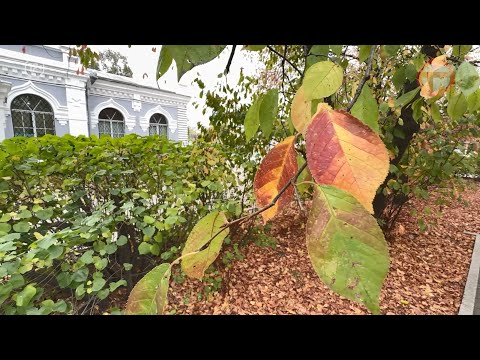 🌪 На Приморье в выходные обрушится циклон: синоптики обещают снег, дождь и похолодание