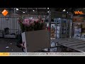 Geen Nederlandse bloemen bij paaszegen paus vanwege coronavirus: 'Enige juiste beslissing'