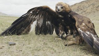 Download lagu Meet the Nomad Girl Who Hunts With a Golden Eagle mp3