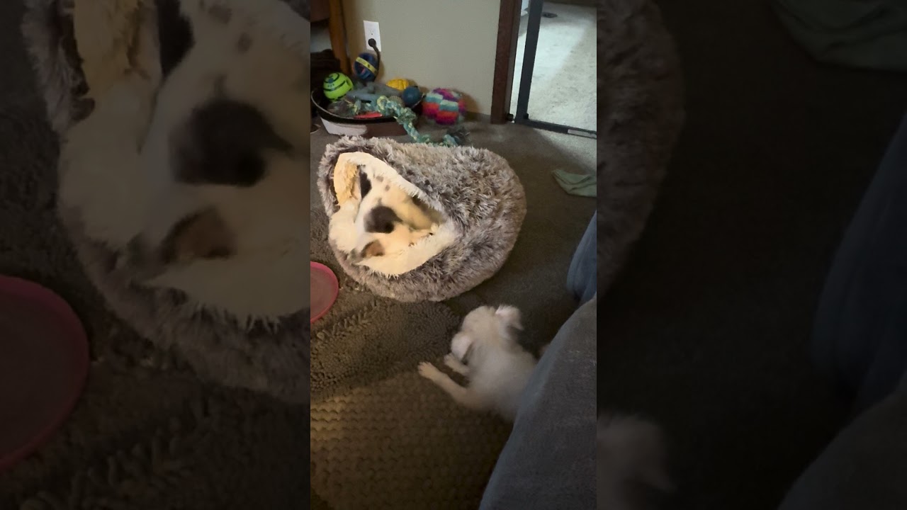 Enlarge Paddy, a Adoptable Australian Shepherd in Ada, MN video 6/6
