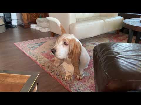 My Basset Hound dog Vincent demanding a snuggle.