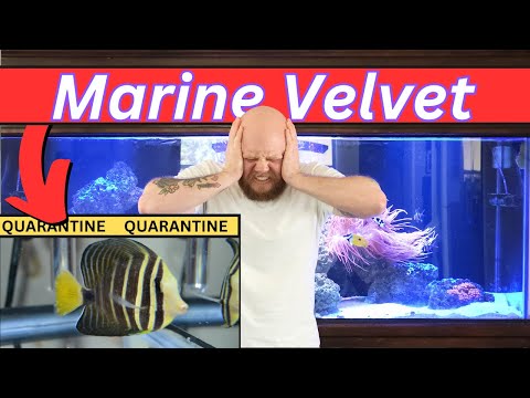 How do I cure Velvet in a Saltwater Aquarium