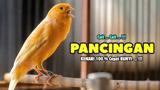 Download lagu Suara PANCINGAN Kenari PAUD Belajar Bunyi Ngeriwik Kenari GACOR Panjang || Masteran Kenari Paud #776 mp3 Download lagu Suara PANCINGAN Kenari PAUD Belajar Bunyi Ngeriwik Kenari GACOR Panjang || Masteran Kenari Paud #776 mp3