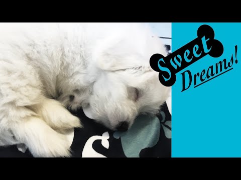 Dog Barking? Soothe Your Pet Now with Calming White Noise | Dog Sleep Sounds 10 Hours