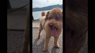 #トイプードル #犬のいる暮らし #犬のいる暮らし