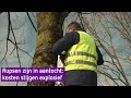 Nu al actie tegen eikenprocessierups: 'We hebben zo'n zachte winter'