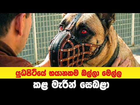 යුධපිටියේ භයානකම බල්ලා මෙල්ල කළ මැරීන් සෙබළා | Sinhala Movie Review