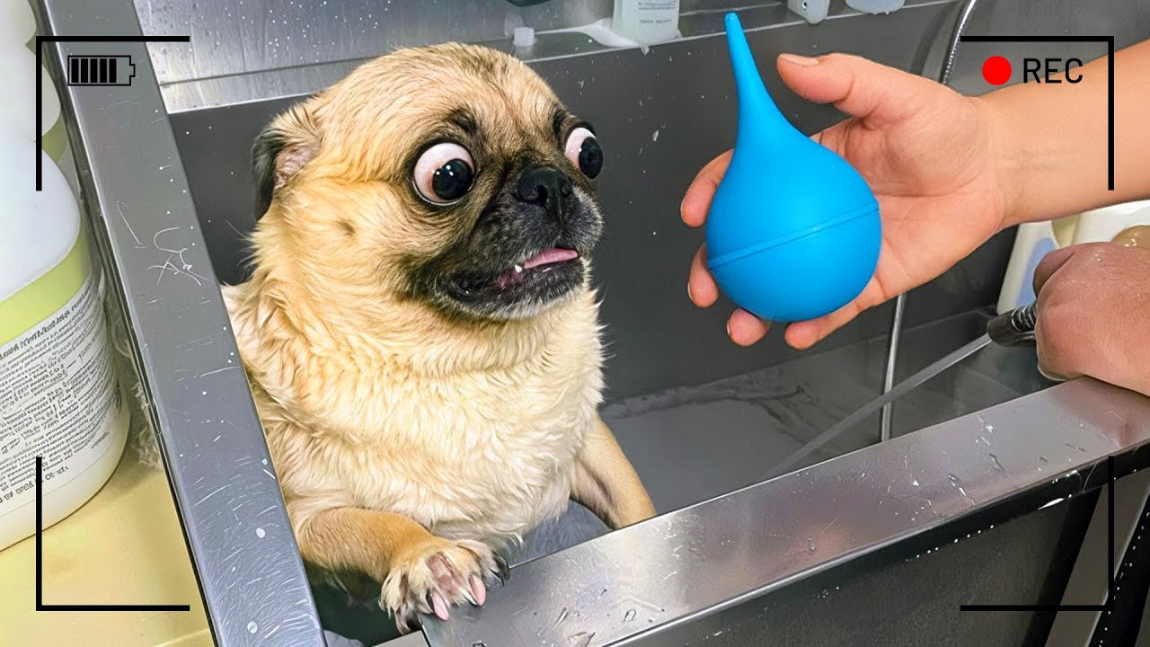 هذه الحيوانات الجبانة تخاف من كل شيء