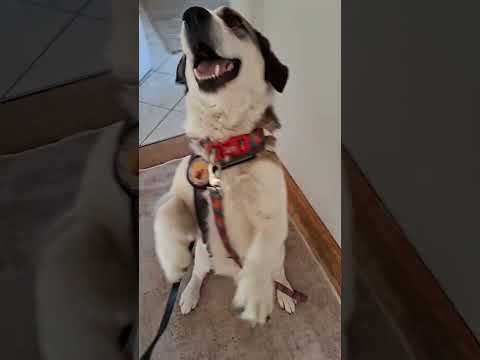 Johannes can do males